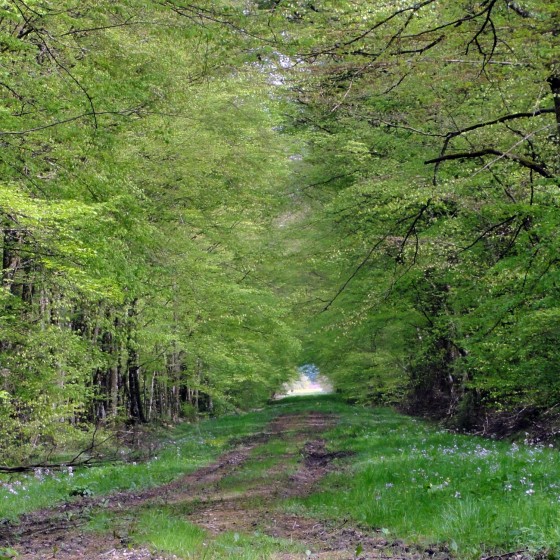 Allée de la Mailleroye