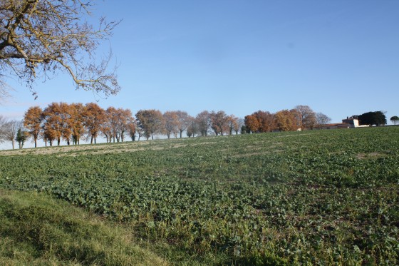 Allée de la propriété La Cannonerie