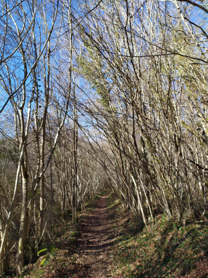 allée de noisetiers