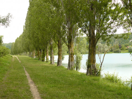 All&eacute;e de peupliers