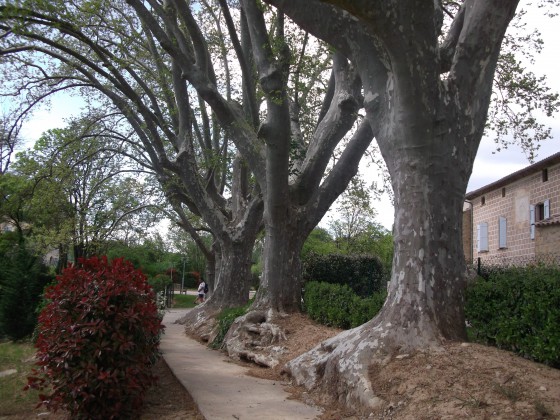 Allée de platanes centenaires