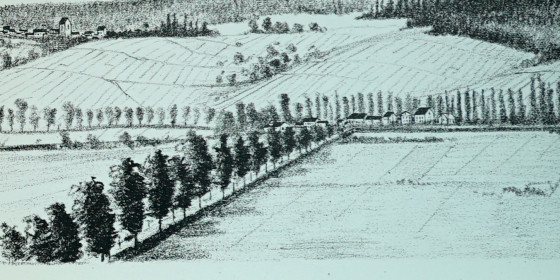 Allée de platanes de Damery gravure de 1887