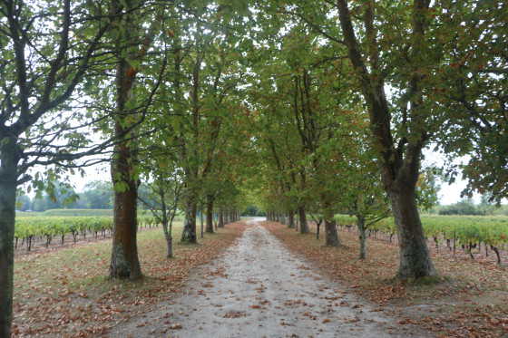 Allée de platanes du château de By