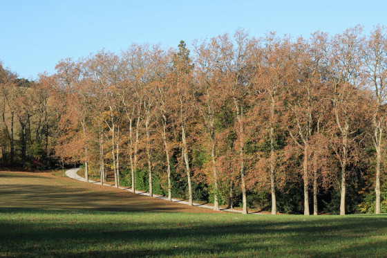 Allée de platanes
