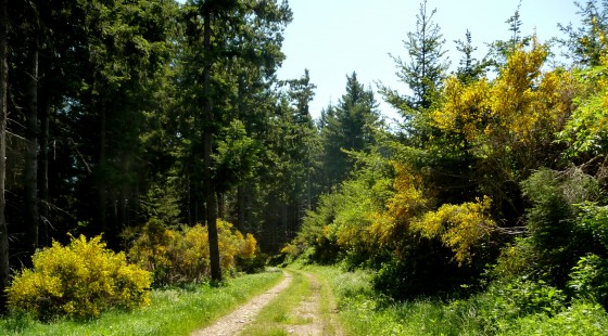 Allée des genets