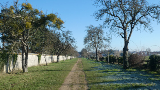 Allée des Pommiers à Coignières