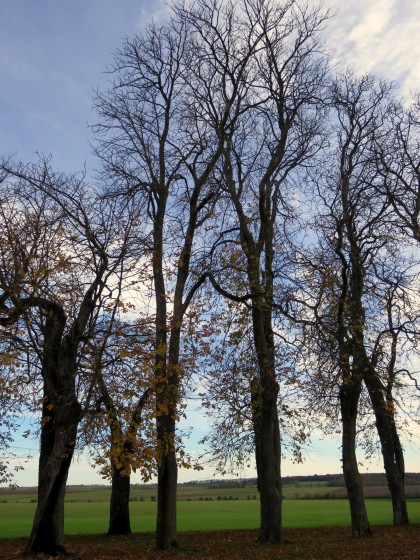 Allée du château de la Brosse et la campagne avoisinante