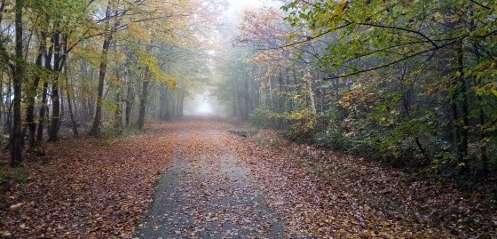 Allée du Chevreuil