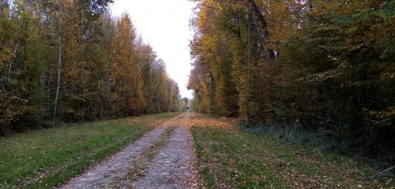 Allée en bordure du parc du Château de Baville