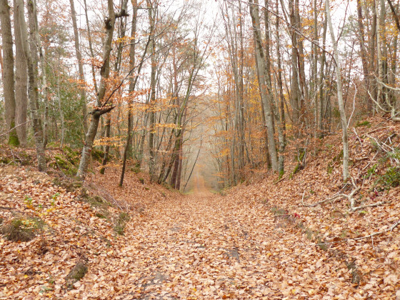 Allée en sous bois