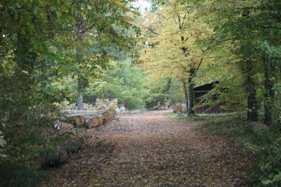 Allée forestière