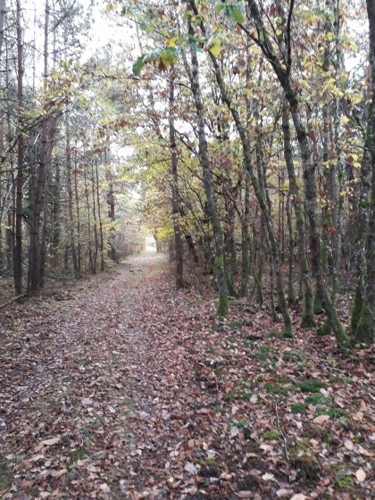Allée forestière dans le Bois Brûlé