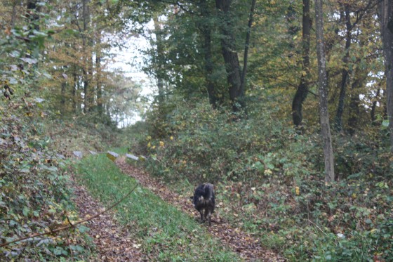 All&eacute;e foresti&egrave;re dans le bois de Heidenbusch
