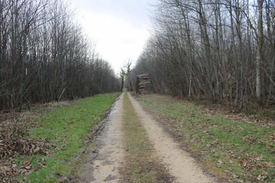 Allée forestière