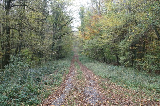 Allée forestière