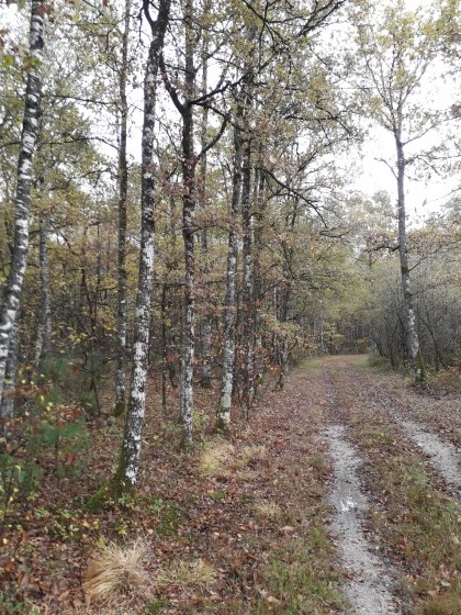 Allée forestière dans le Bois du Roi