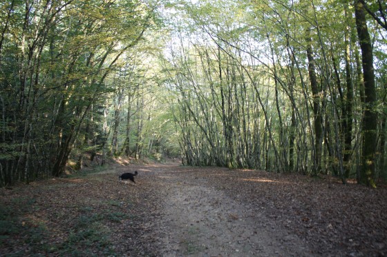 Allée forestière de la forêt de Saulières