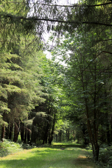 Allée forestière derrière le parc de la Haute-Touche