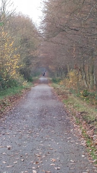 Allée forestière du Parc