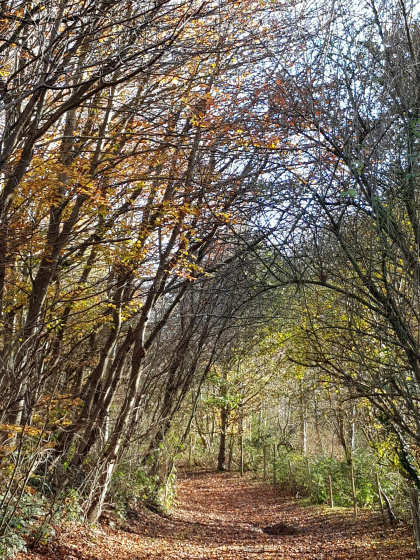 Allée forestière en automne Allée forestière en automne