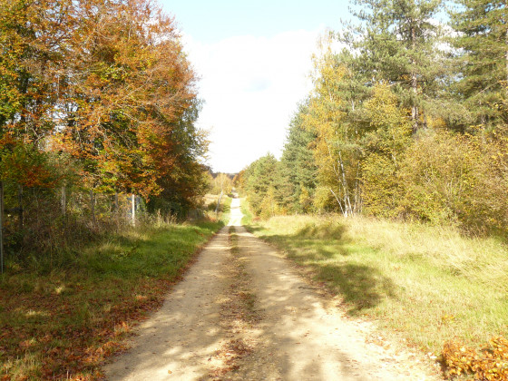 Allée forestière