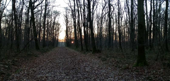 Allée forestière