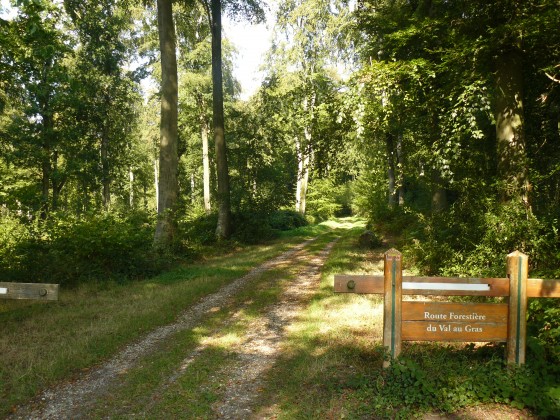 Allée forestière
