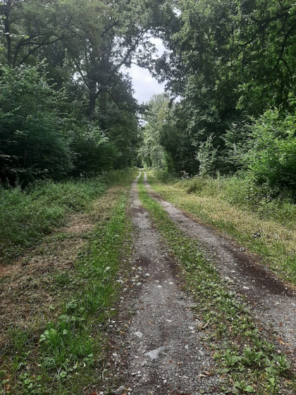 Allée forestière