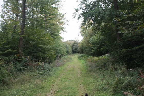 All&eacute;e foresti&egrave;re