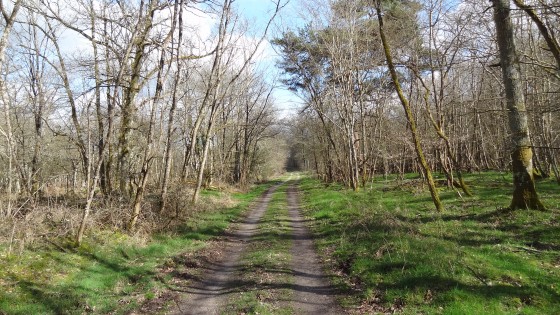 Allée forestière