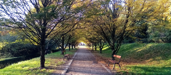 Allée ombragée