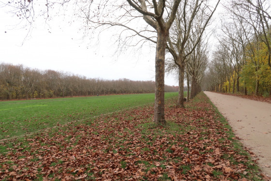 Allée Royale