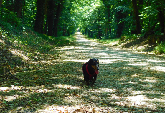Allée Royale