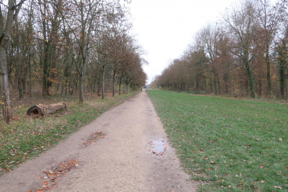 Allée verdoyante
