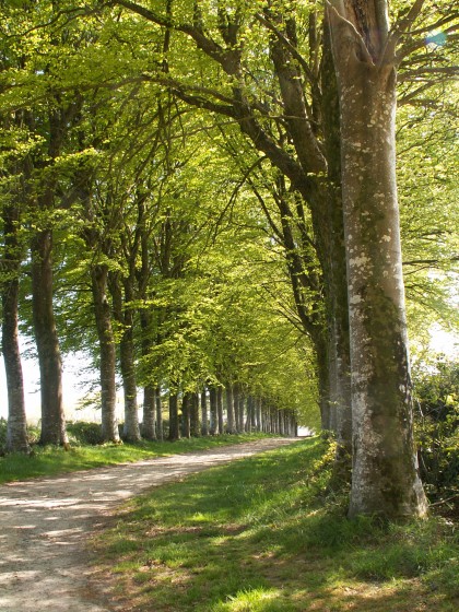 Allée vers la Chapelle de Trémalo