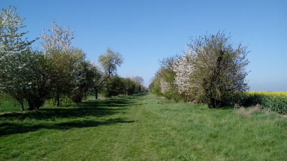 Allée
