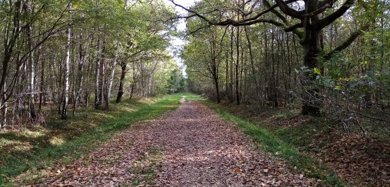 Allée Wagram