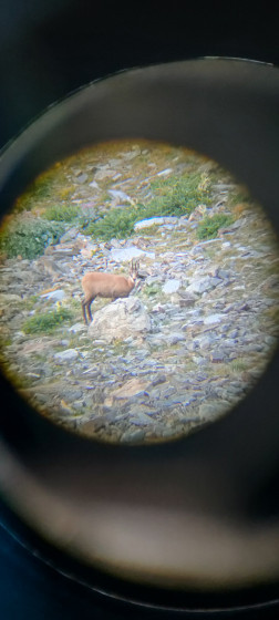 Allos 34