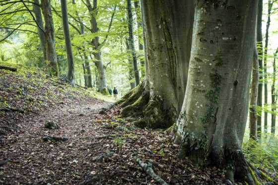 Peuplement d'arbres anciens