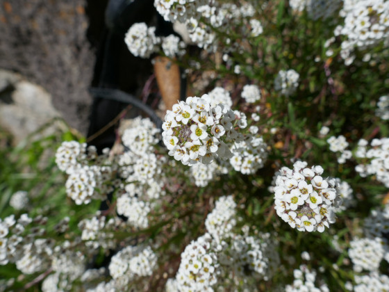 Alysse au parfum de miel Alysse au parfum de miel