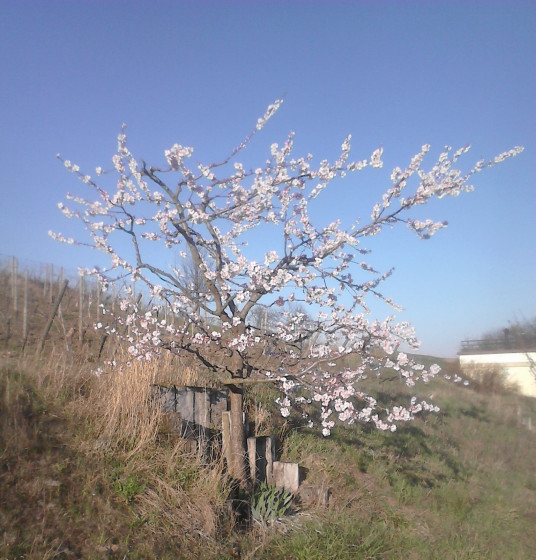 Amandier en fleurs