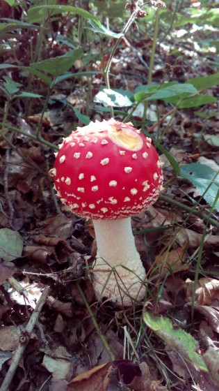 Amanite tue-mouches