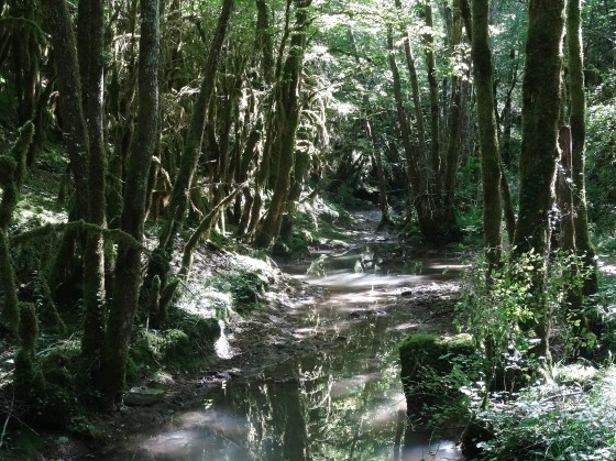 Amazonia
