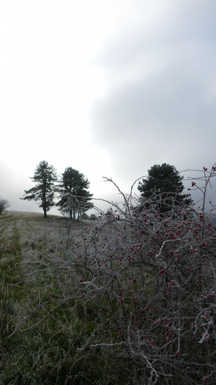 ambiance hivernale avec du givre et sans neige.