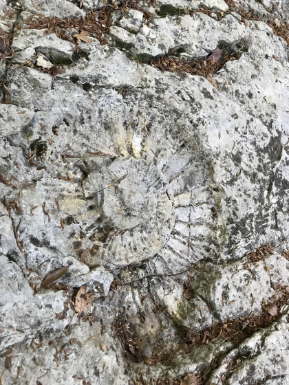 Ammonite Géante