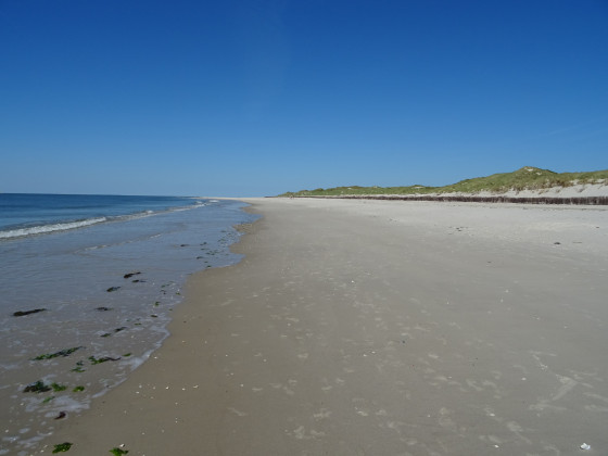 Amrum