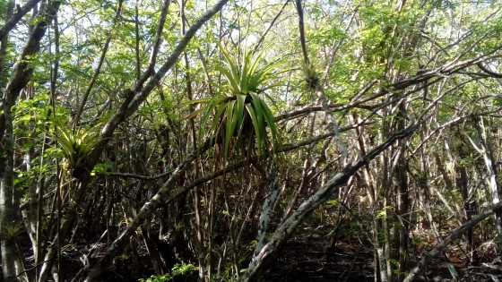 Ananas-bois