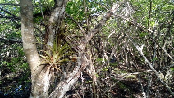 Ananas-bois