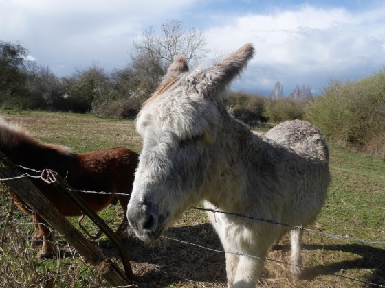 Ane et poney