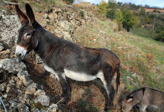 Ane et son ânon